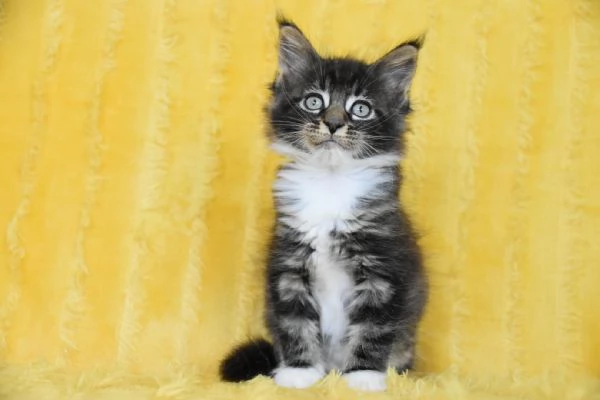 Cucciolo Maine coon con pedigree  | Foto 0