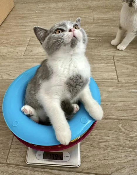 Due cucciole british shorthair