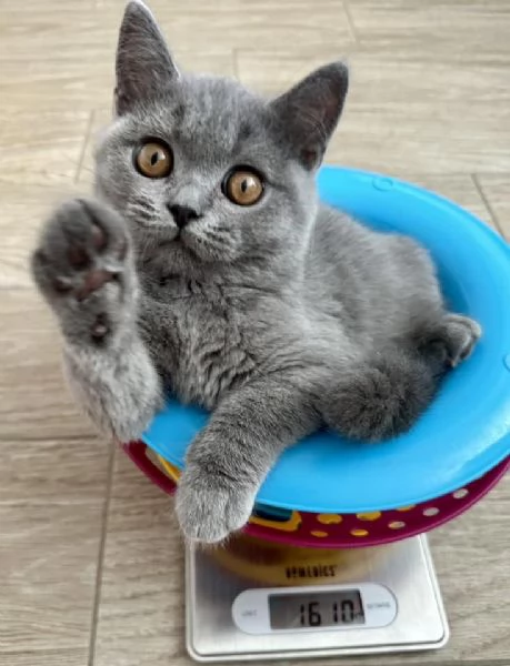 Due cucciole british shorthair | Foto 0