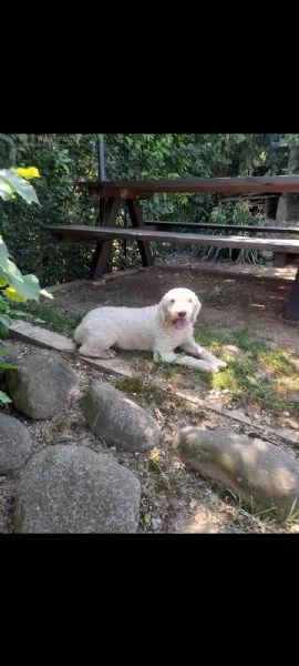 Lagotto romagnolo femmina 