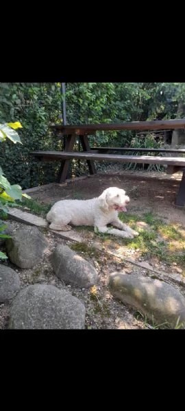 Lagotto romagnolo femmina  | Foto 3