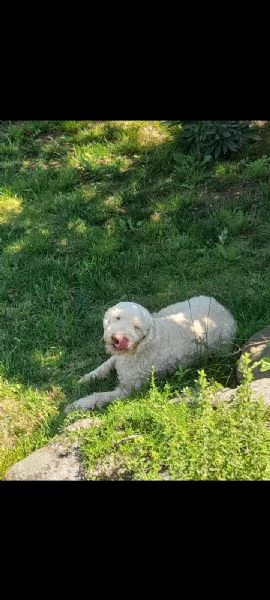 Lagotto romagnolo femmina  | Foto 2