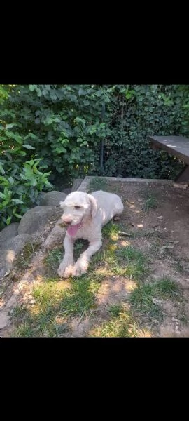 Lagotto romagnolo femmina  | Foto 1