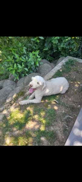 Lagotto romagnolo femmina  | Foto 0