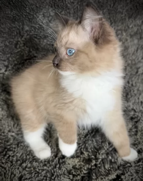Maschio e femmina Ragdoll gattini | Foto 1