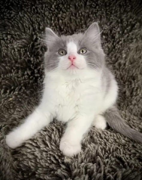 Maschio e femmina Ragdoll gattini