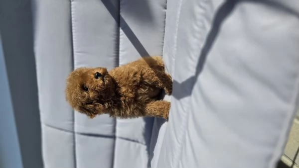 Cuccioli barboncino toy | Foto 1