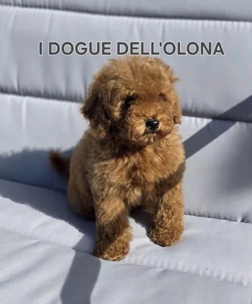 Cuccioli barboncino toy
