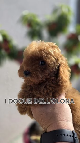 Cuccioli barboncino toy | Foto 0