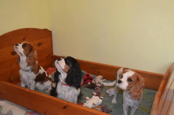 Pensione per cani e gatti 