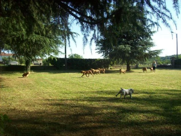 Pensione per cani e gatti  | Foto 3