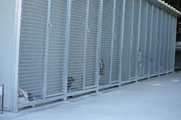 Pensione per cani e gatti  | Foto 1