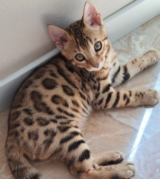 Gattini bengala maschi e femmine senza pedegree