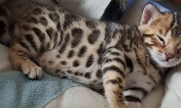 Gattini bengala maschi e femmine senza pedegree | Foto 0