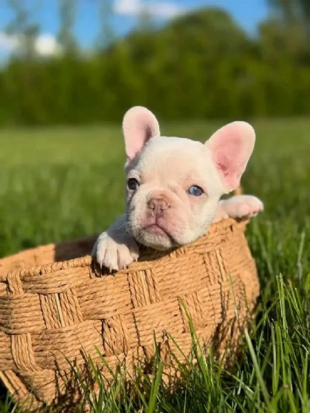 Cerchi cuccioli adorabili di French Bulldog disponibili per l’adozione 