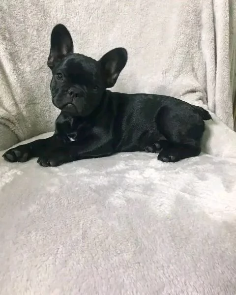 Cerchi cuccioli adorabili di French Bulldog disponibili per l’adozione  | Foto 0