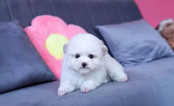 CUCCIOLI DI BARBONCINI TOY | Foto 0