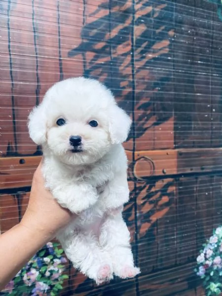 CUCCIOLI DI BARBONCINI TOY