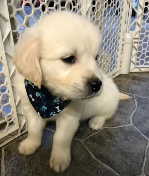 Cuccioli di Golden Retriever Maschio e Femmina | Foto 0