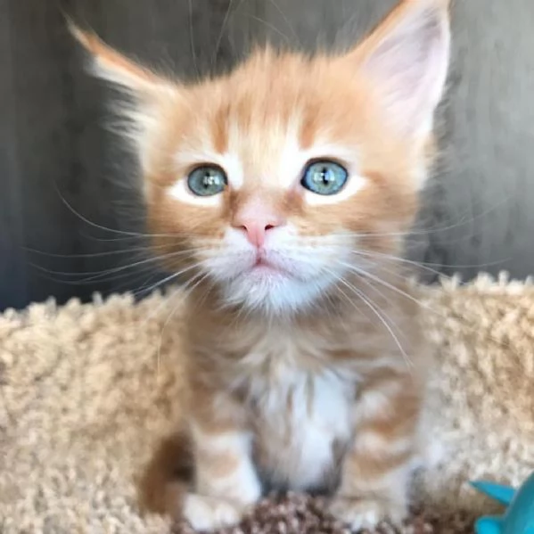 Maine coon cuccioli !! | Foto 0