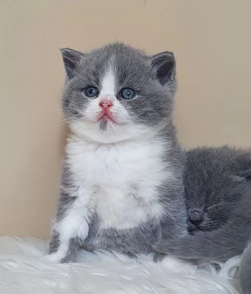 Gatti British shorthair | Foto 0
