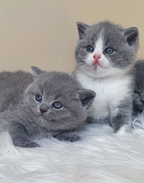 Gatti British shorthair
