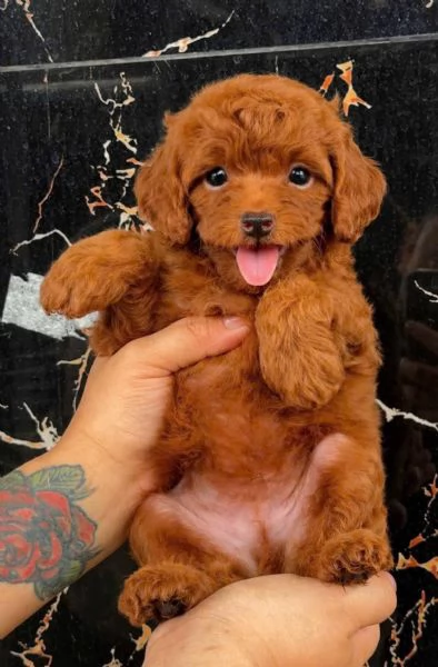 Cuccioli di Barboncini toy | Foto 0