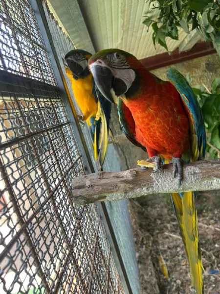Coppia di ararauna
