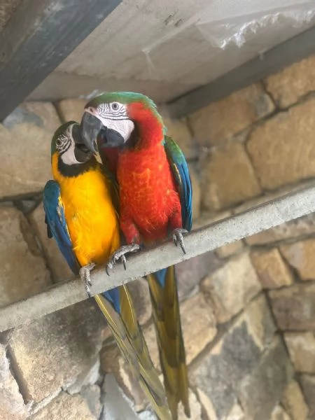 Coppia di ararauna | Foto 2