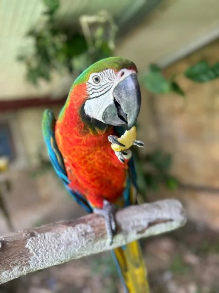 Coppia di ararauna | Foto 1