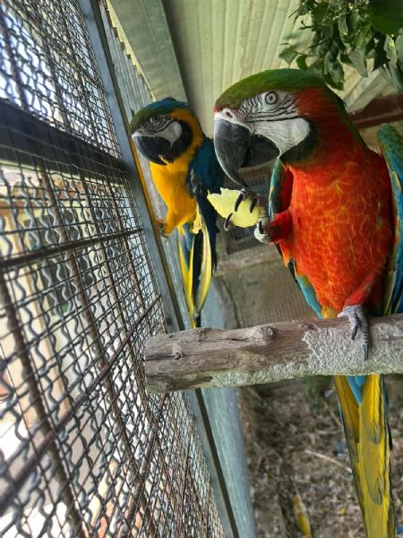 Coppia di ararauna | Foto 0