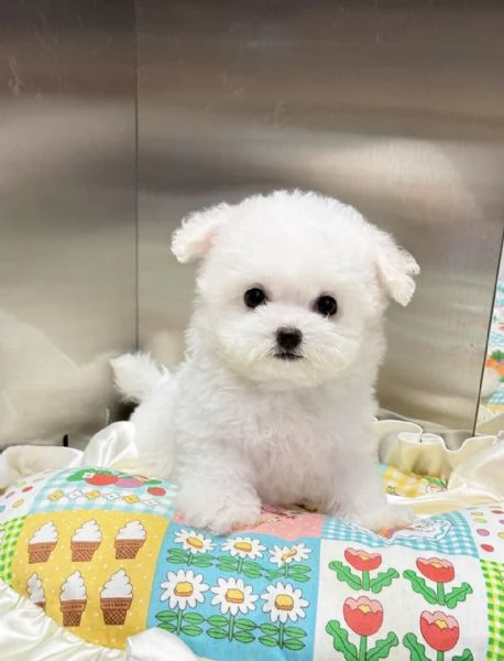 CUCCIOLI DI BARBONCINI TOY | Foto 0
