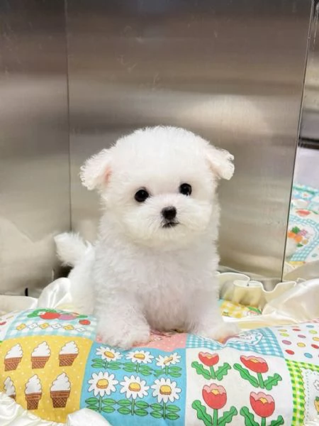 CUCCIOLI DI BARBONCINI TOY