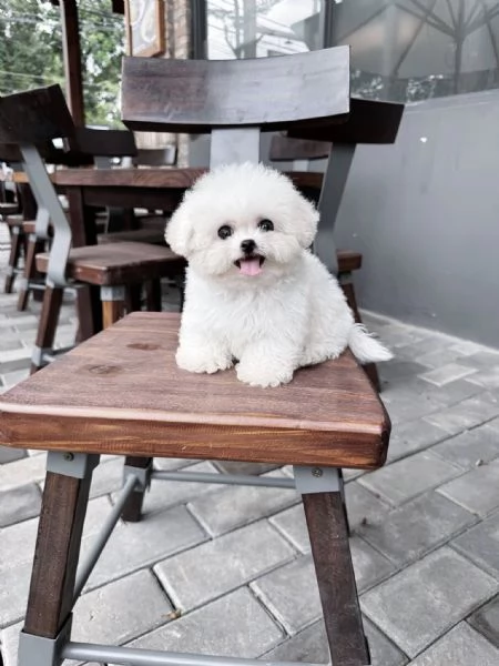 Cuccioli di Barboncino Toy | Foto 0