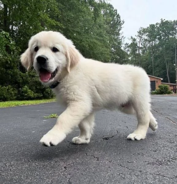 Disponibili cuccioli di Golden retriever