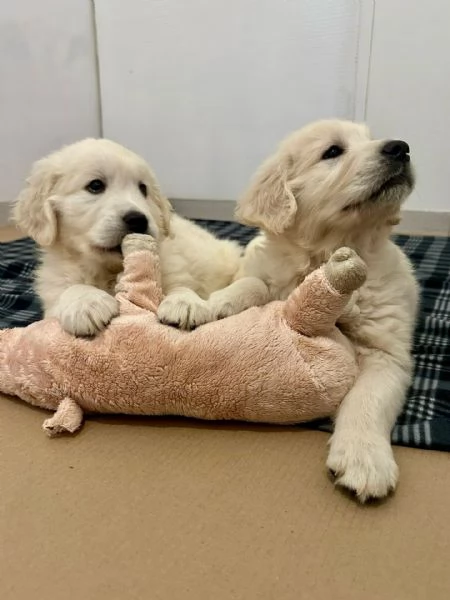 Due cuccioli maschietti di Golden retriever