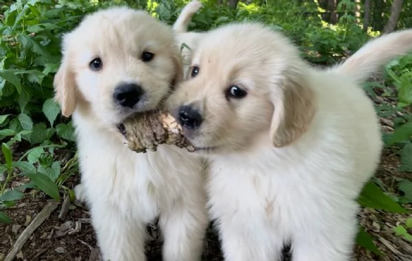 CUCCIOLI DI GOLDEN RETRIEVER