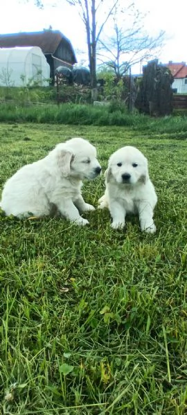 CUCCIOLI DI GOLDEN RETRIEVER | Foto 0