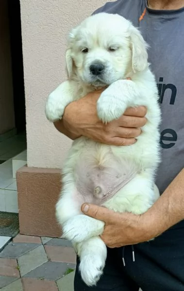 CUCCIOLI DI GOLDEN RETRIEVER