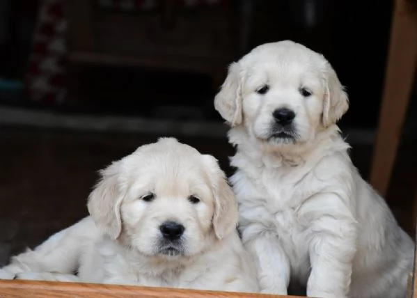Cuccioli di golden retriever Bianchi