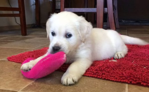 BELLISSIMI CUCCIOLI DI GOLDEN | Foto 1