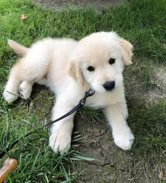 Cuccioli maschi di Golden Retriever | Foto 0