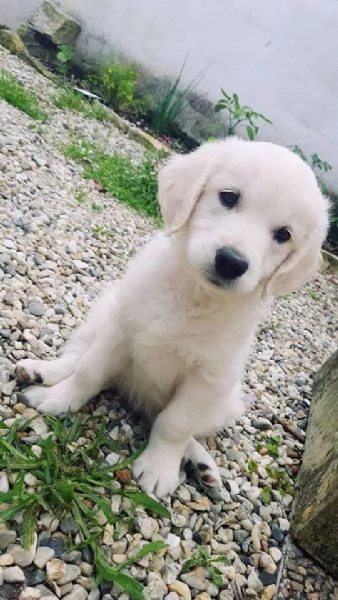 Cuccioli maschi di Golden Retriever