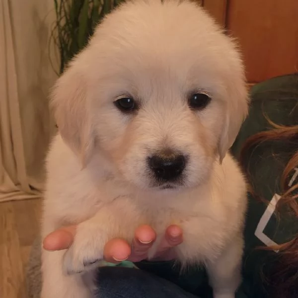 Cucciole golden retriever