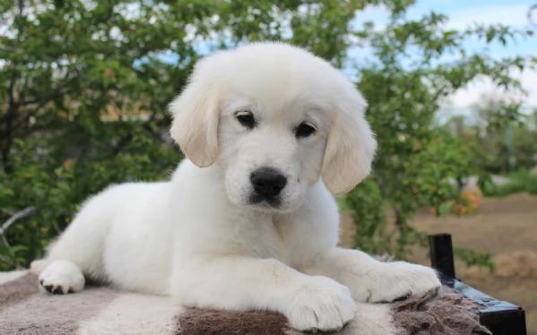 Cuccioli di Golden Retriever Maschio e Femmina