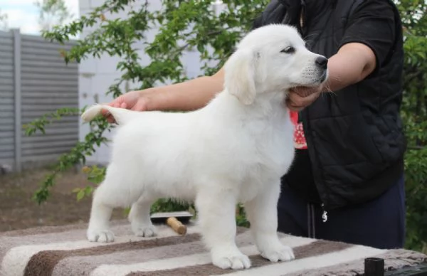 Cuccioli di Golden Retriever Maschio e Femmina | Foto 0