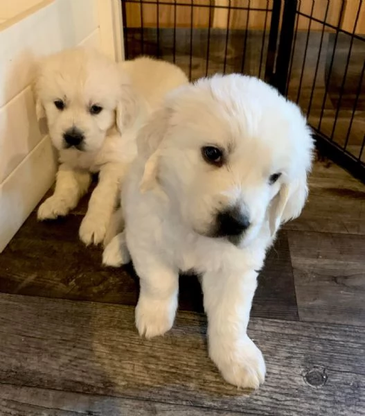 Due cuccioli di Golden Retriever ti aspettano!