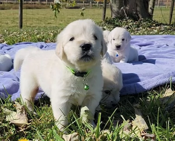 Cucciole di Golden retriever di circa 3 mesi | Foto 0