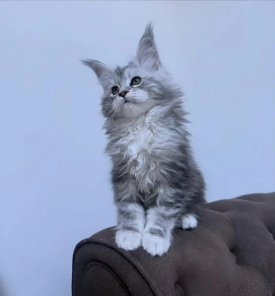 Cuccioli gatti Maine Coon