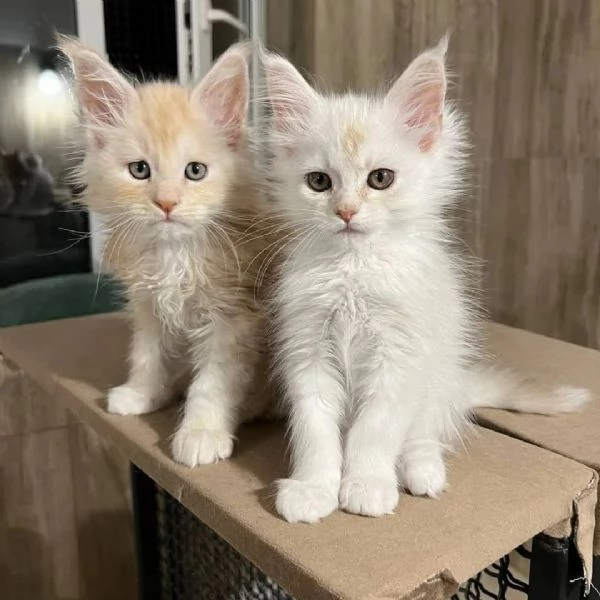 Maine Coon cuccioli pedigree | Foto 0